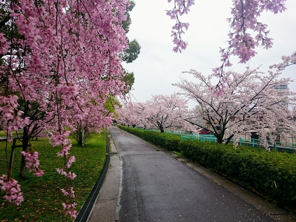 枝下用水緑陰歩道